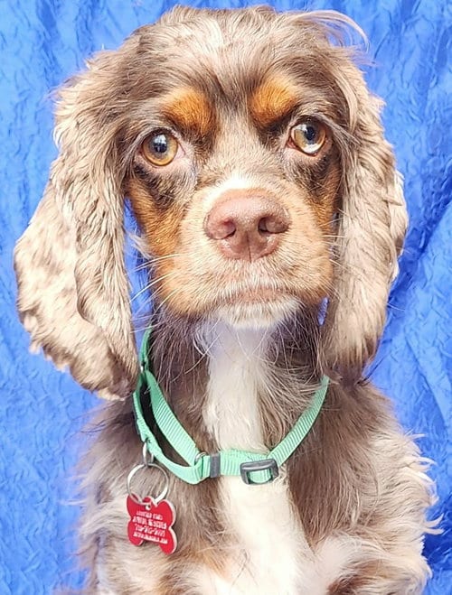 Photo of Olive Oyle, adoptable Cocker Spaniel in Cuba, New York