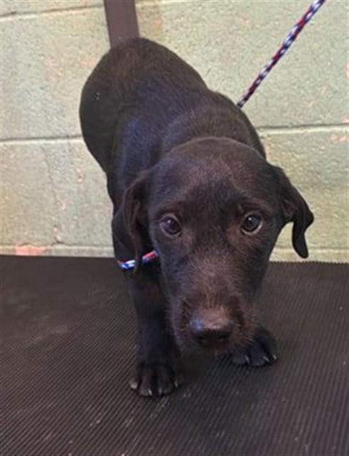 Photo of Pup 4, adoptable Miniature Schnauzer in Sacramento, California