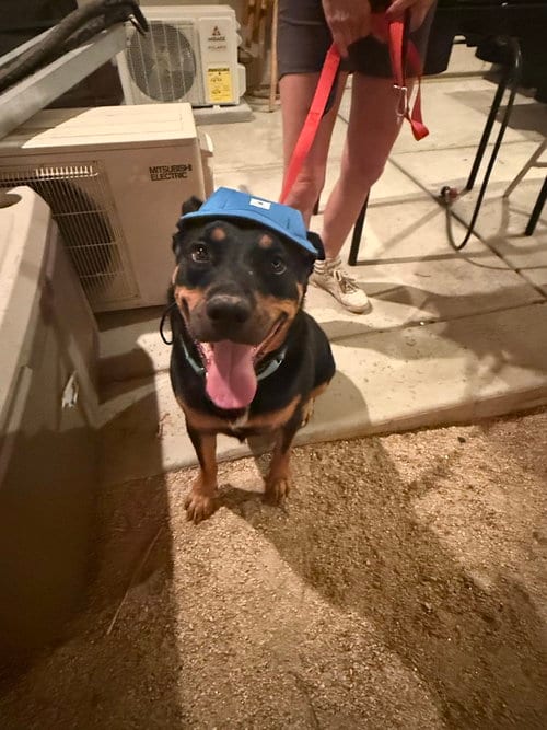 Photo of Obi, adoptable Rottweiler in Gilbert, Arizona
