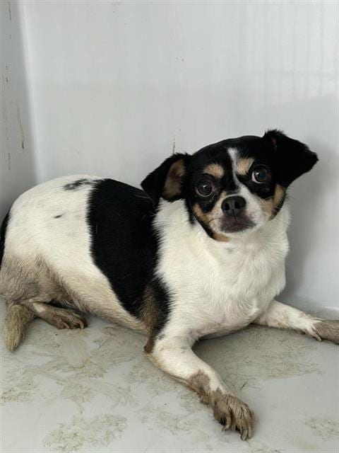 Photo of A663621, adoptable Chihuahua in Houston, Texas