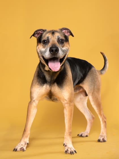 Photo of Stanley Poochie, adoptable dog in Atlanta, Georgia