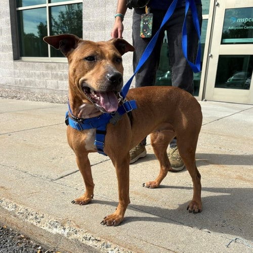 Photo of Squirrel, adoptable Pit Bull Terrier in Boston, Massachusetts