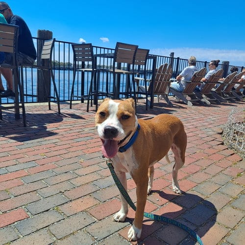 Photo of Darlin', adoptable American Pit Bull Terrier in Holly Springs, North Carolina