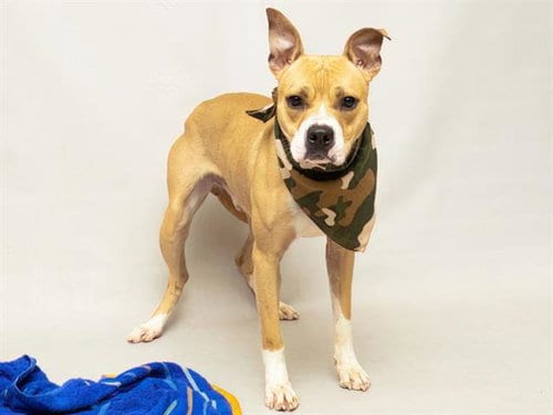 Photo of Cyrus The Great, adoptable Terrier in Sanford, Florida