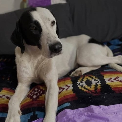 Photo of Momma Mia, adoptable English Pointer in Crescent, Oklahoma