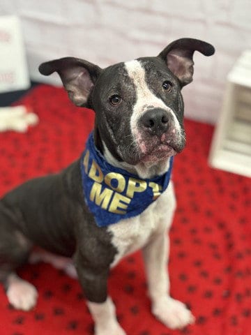 Photo of Cookie Delight, adoptable Pit Bull Terrier in Detroit, Michigan