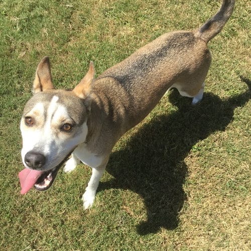 Photo of Freya, adoptable Husky in Grovetown, Georgia