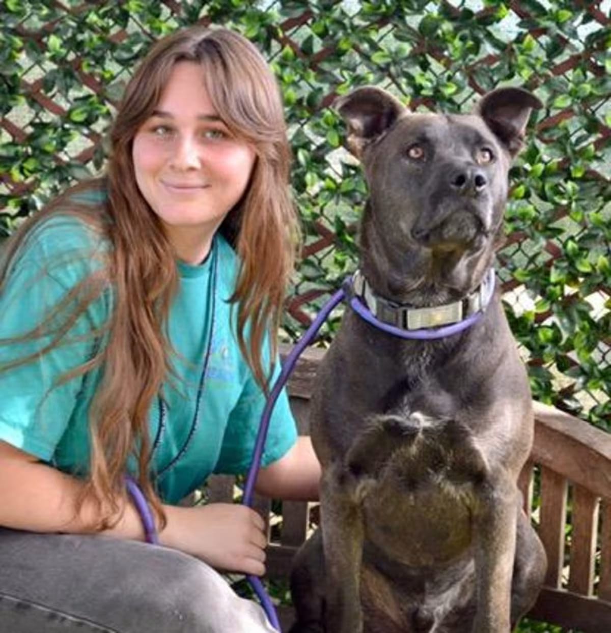 Photo of Chiquito, adoptable American Pit Bull Terrier/Husky in Santa Maria, California