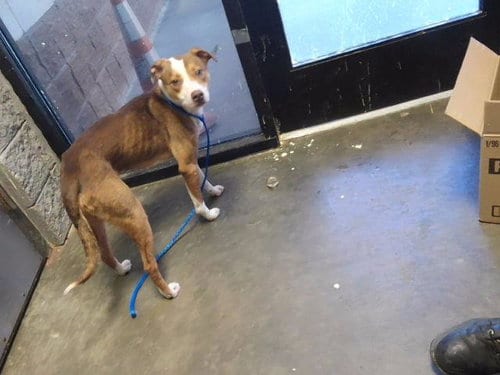 Photo of Booger, adoptable Pit Bull Terrier in Tulsa, Oklahoma