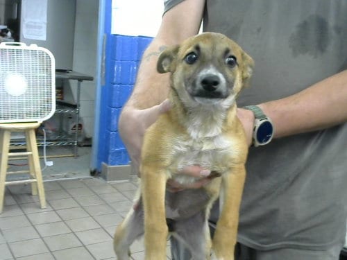 Photo of Savage, adoptable Australian Cattle Dog/Blue Heeler in Albuquerque, New Mexico