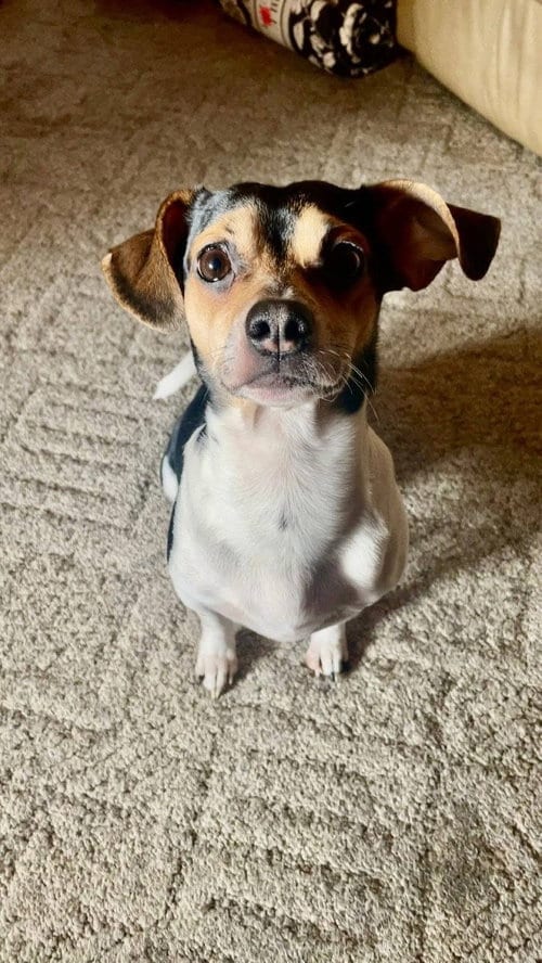 Photo of Bandit #2, adoptable Jack Russell Terrier in Martinsburg, West Virginia