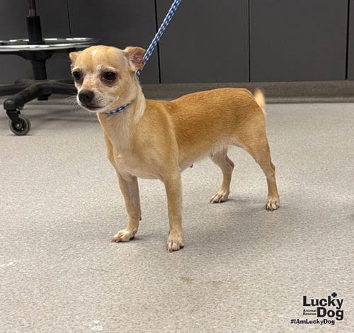 Photo of Lydia, adoptable Chihuahua in Washington, District of Columbia