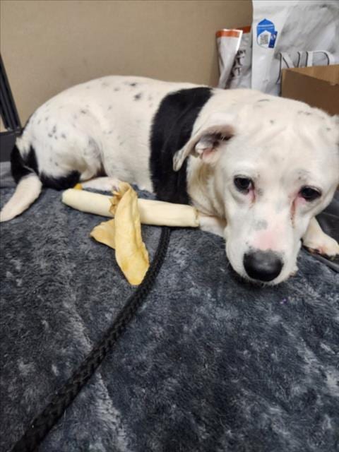 Photo of Xena, adoptable Labrador Retriever in Mobile, Alabama