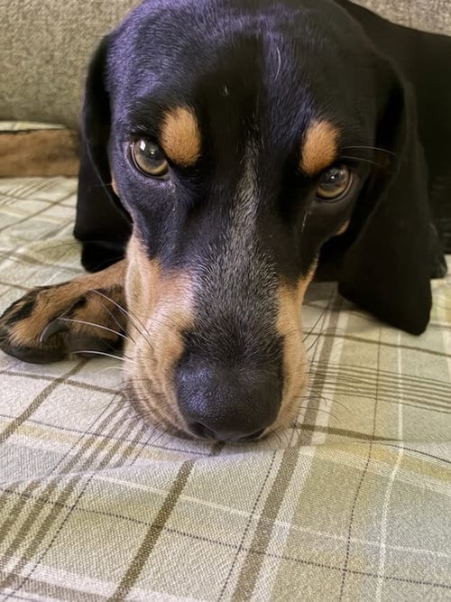 Photo of Beau, adoptable Hound in Magnolia Springs, Alabama