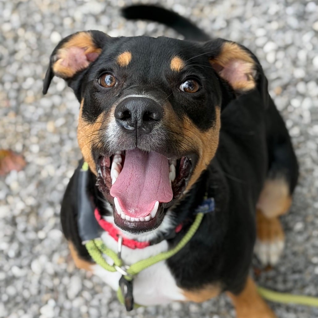 Photo of Jimmy, adoptable Mixed Breed (Medium)