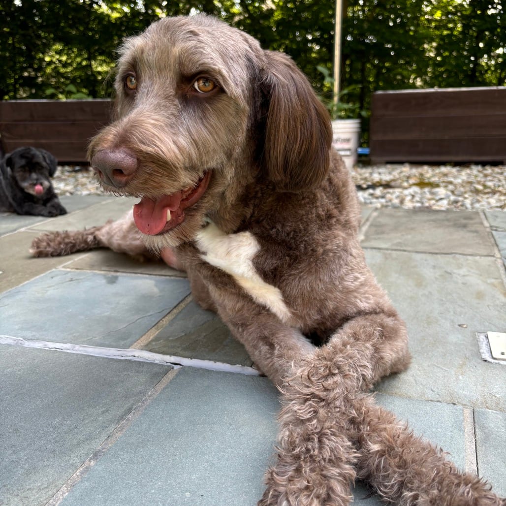 Photo of Chili, adoptable Retriever, Labrador / Poodle, Standard in Fairfax Station, Virginia