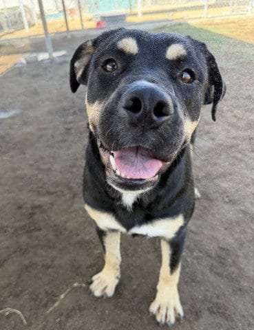 Photo of Clover, adoptable Rottweiler in Bakersfield, California