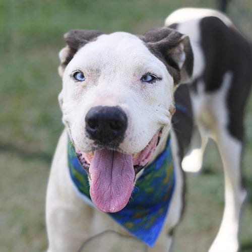 Photo of Sunny, adoptable American Staffordshire Terrier in San Antonio, Texas