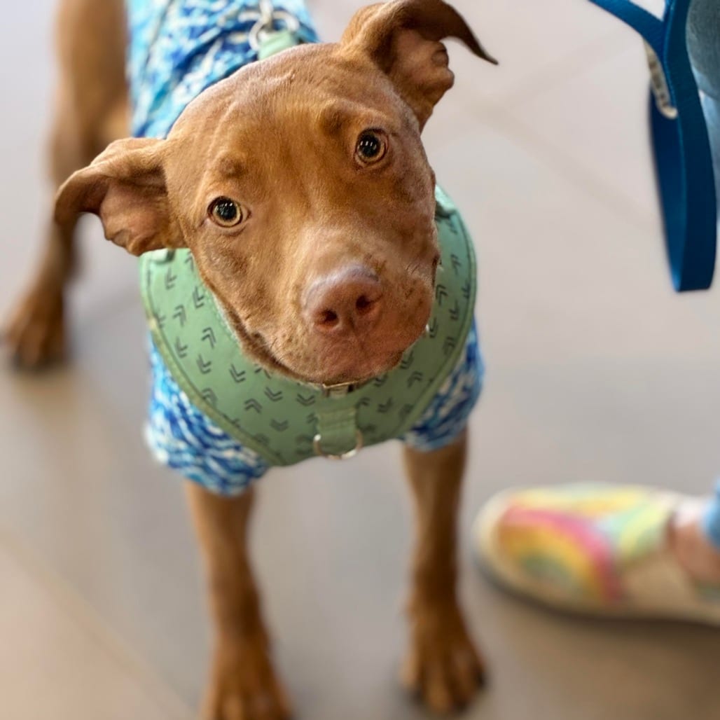 Photo of Divine, adoptable Terrier, Pit Bull in South Elgin, Illinois