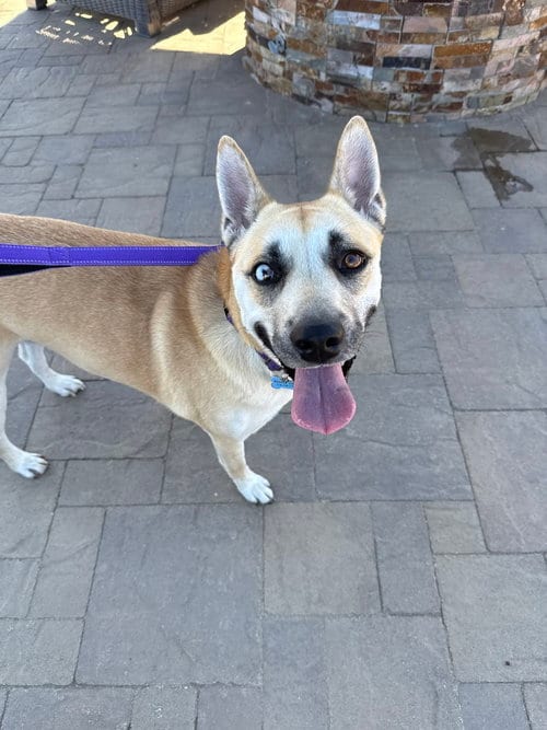 Photo of Harper, adoptable Shepherd in Banning, California