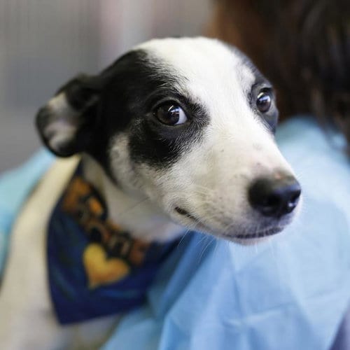 Photo of Mia, adoptable Italian Greyhound in San Antonio, Texas