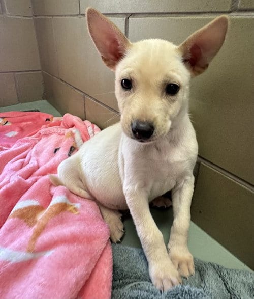 Photo of Lucky, adoptable German Shepherd Dog in Riverside, California