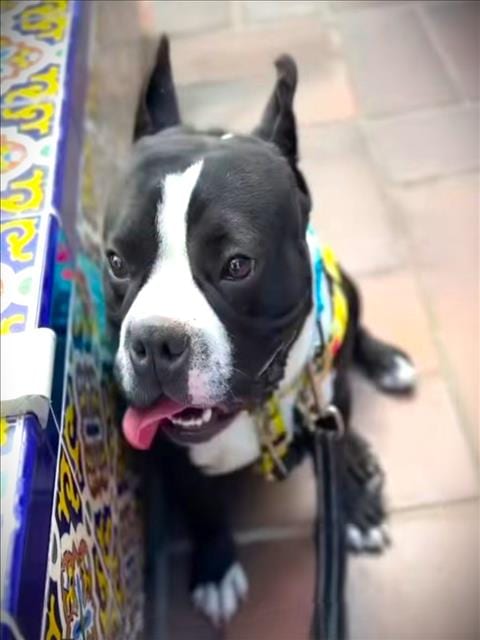 Photo of Cubin, adoptable Boston Terrier in Los Angeles, California