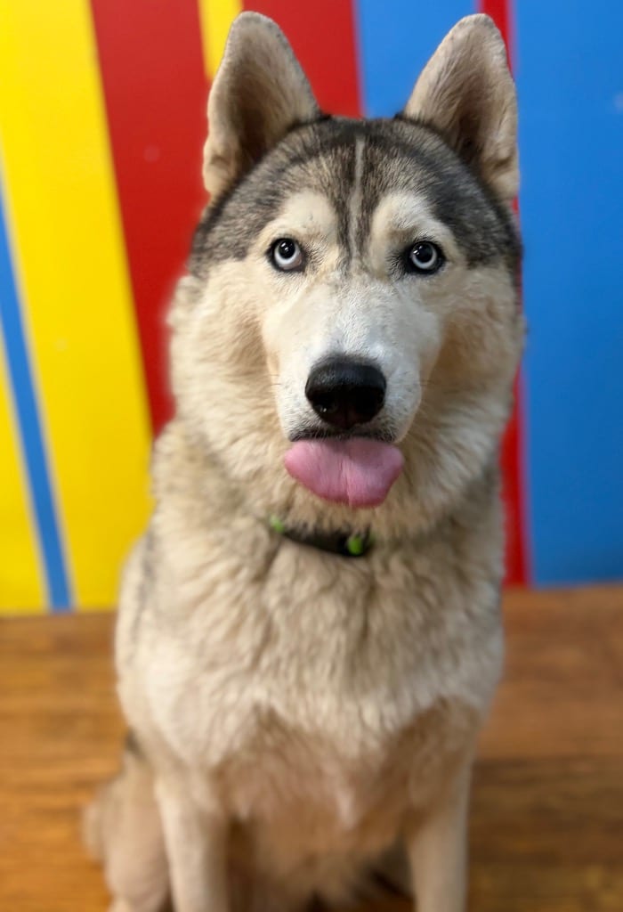 Photo of River, adoptable Mixed Breed in Ocala, Florida