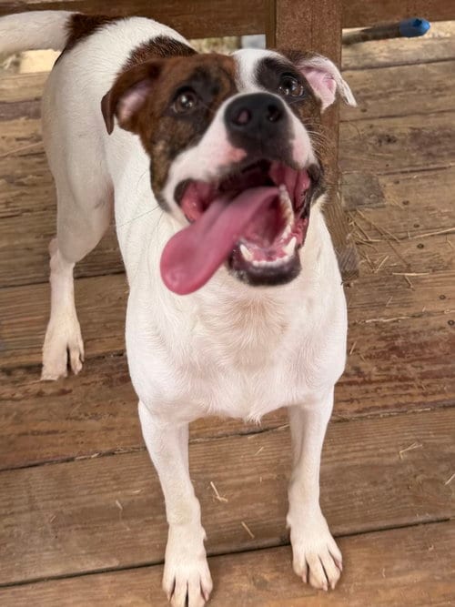 Photo of Sheldon, adoptable Terrier in Wetumpka, Alabama