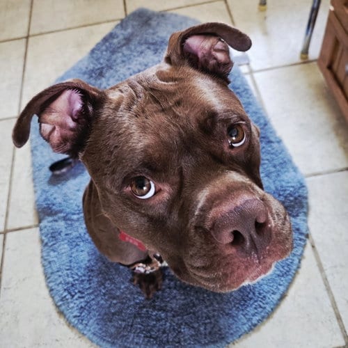 Photo of Ilona, adoptable Pit Bull Terrier in Fargo, North Dakota