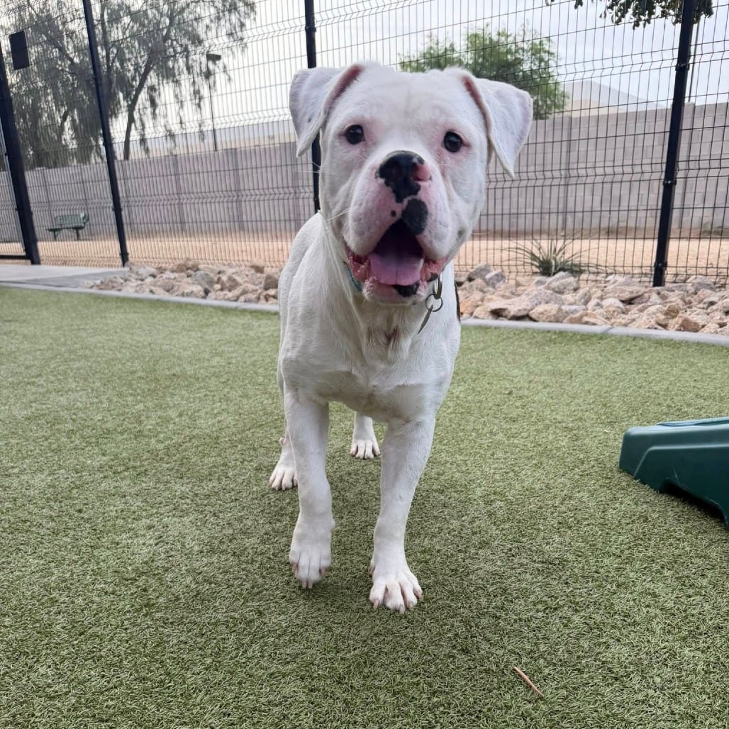 Photo of Mancha 14692, adoptable Terrier, American Pit Bull / Boxer in Phoenix, Arizona
