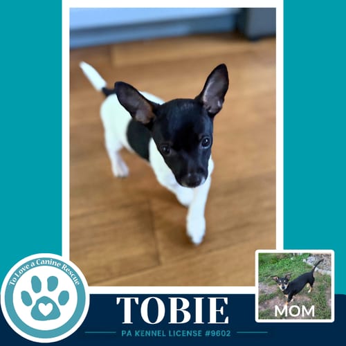 Photo of Tobie (Scooters Skittles) 100326, adoptable Chihuahua in Kimberton, Pennsylvania