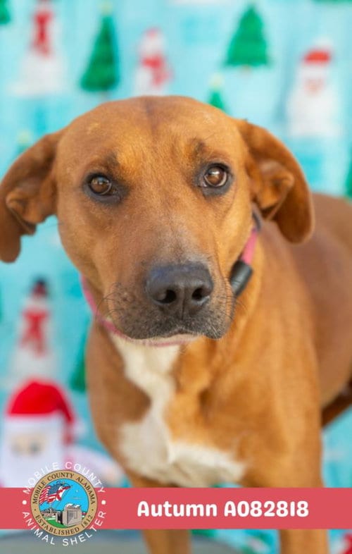 Photo of Autumn, adoptable Labrador Retriever in Mobile, Alabama