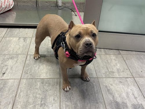 Photo of Lady Dew Drop, adoptable American Staffordshire Terrier in Grand Prairie, Texas
