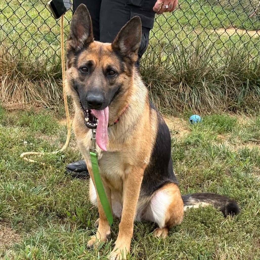 Photo of Molly, adoptable Shepherd, German / Mixed Breed (Large) in Dayton, Ohio