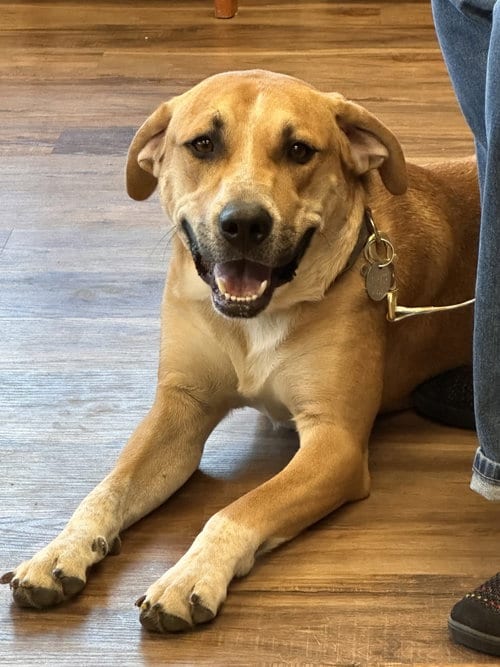 Photo of Clyde, adoptable Unknown breed (short coat) in Polson, Montana