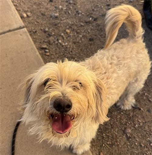 Photo of Bobbi, adoptable Maltese in Phoenix, Arizona