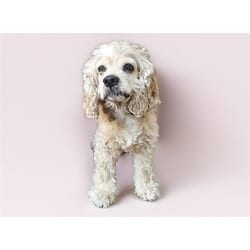 Photo of Macfarlane, adoptable Cocker Spaniel in Ft Lauderdale, Florida