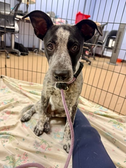 Photo of Bennington, adoptable dog in Chamblee, Georgia