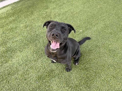 Photo of Freddy, adoptable Pit Bull Terrier in Garland, Texas