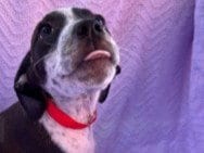Photo of Sage, adoptable Australian Cattle Dog/Blue Heeler in Redwood City, California
