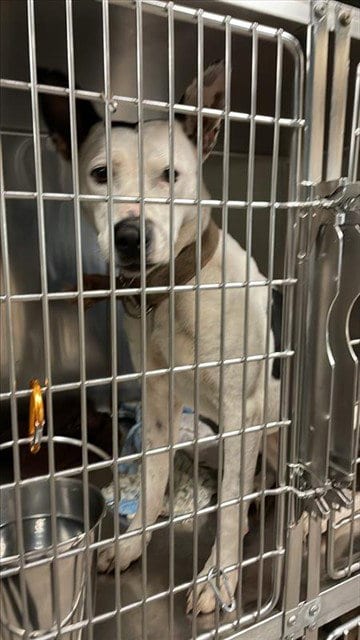 Photo of Angel, adoptable Pit Bull Terrier in Waco, Texas