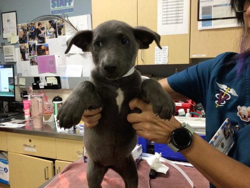 Photo of Mariah, adoptable Labrador Retriever in Riverside, California