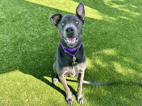 Photo of Oliver, adoptable Labrador Retriever in Martinez, California