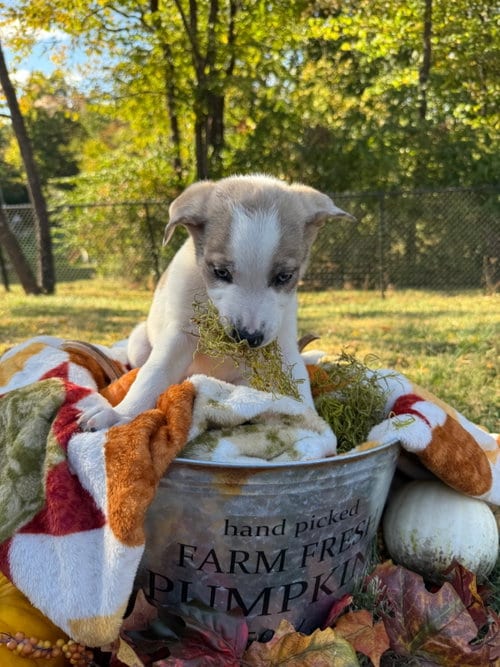 Photo of Coraline, adoptable Border Collie in Imperial, Missouri