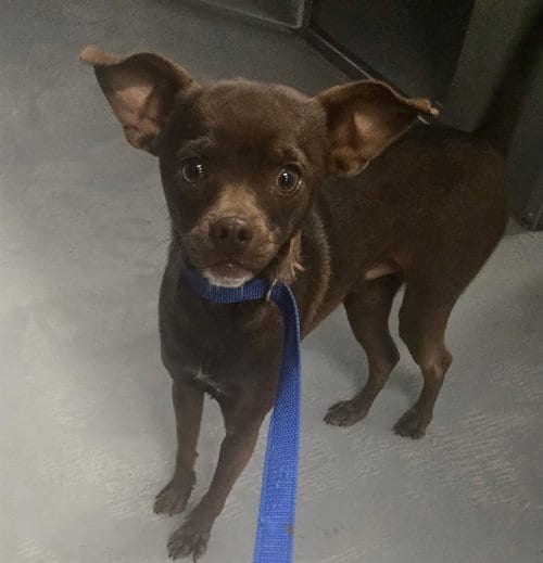 Photo of A171486, adoptable Chihuahua in Bakersfield, California