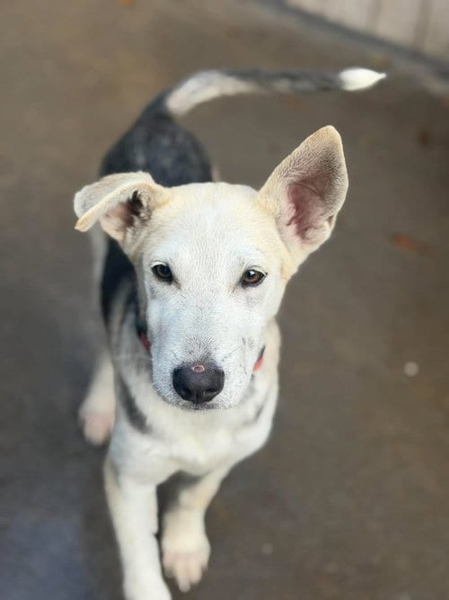 Photo of Milky Way, adoptable Husky in Inglewood, California