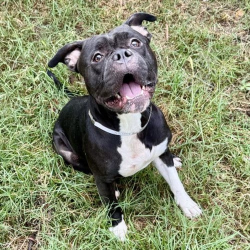 Photo of Toby, adoptable Staffordshire Bull Terrier in Houston, Texas