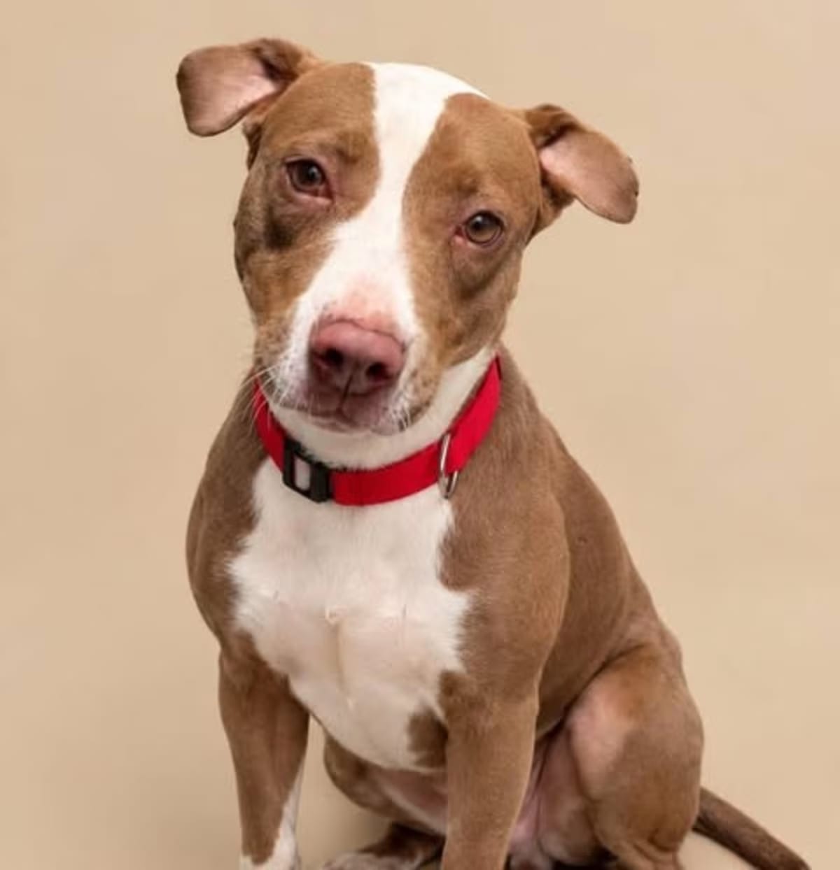 Photo of Abby, adoptable American Pit Bull Terrier Terrier (Unknown Type, Medium) in Los Angeles, California