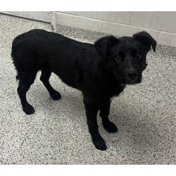 Photo of Havana, adoptable Mixed Breed (Medium) in Kansas City, Missouri